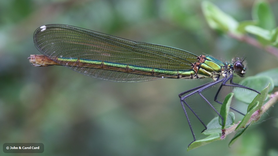 J14_1489 Calopteryx xanthostoma female.JPG